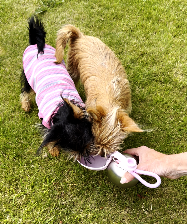 PawDrink - Water Bottle For Dogs