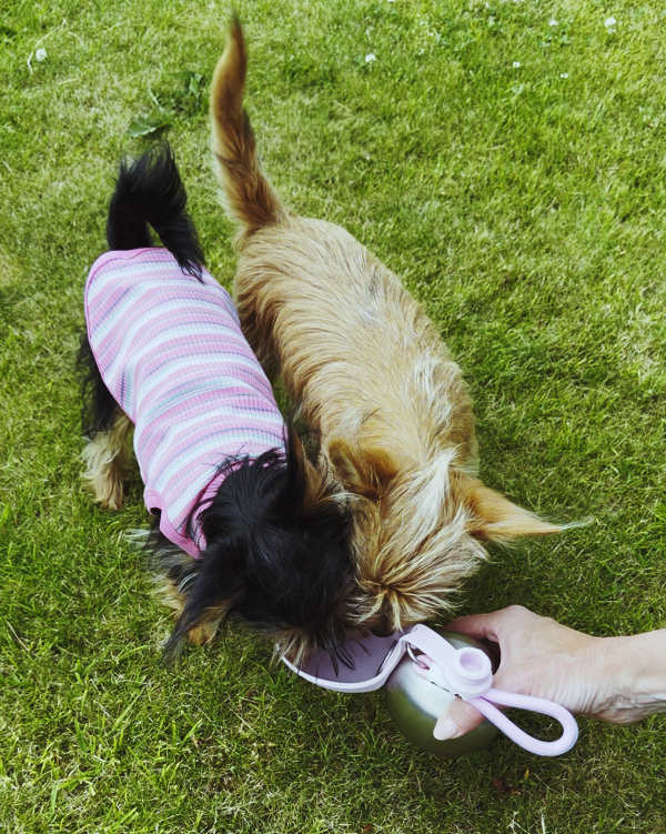 PawDrink - Water Bottle For Dogs